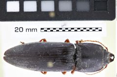 Foto (Dorsalansicht) von Crepicardus madagascariensis (Fleutiaux, 1929) (NHMW-ZOO-COL-0008197)